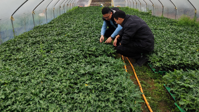 木瓜种植季——人生就是博-尊龙凯时源头守护品质，铸就酶好未来